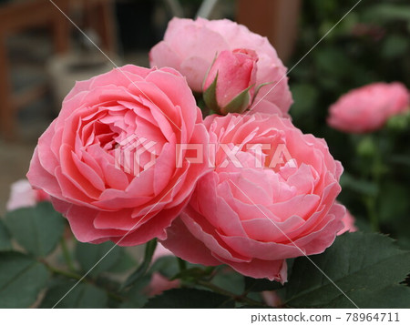 浪漫的芭蕾舞裙玫瑰 浪漫的芭蕾舞裙玫瑰 78964711