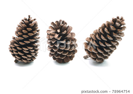 Big set of pine cones various coniferous trees isolated on white background 78964754