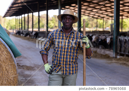 African american farmer holding agricultural tool and standing in cowshed 78965088