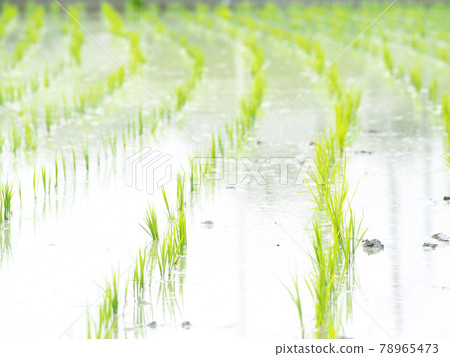 Growing rice seedlings, rice planting 78965473