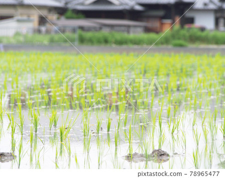 Growing rice seedlings, rice planting 78965477