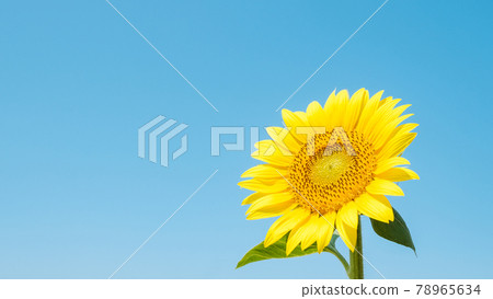向日葵 78965634
