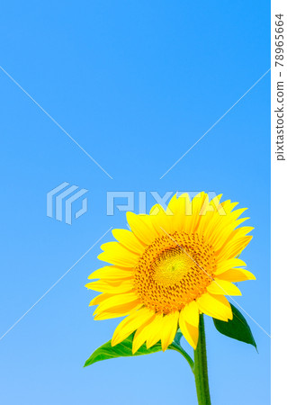 向日葵 向日葵 78965664