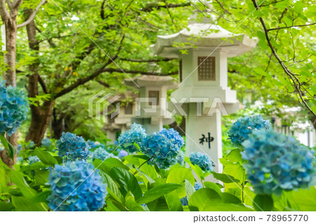 Aichi Prefecture Gokoku Shrine, Hydrangea in full bloom <Nagoya City, Aichi Prefecture> Aichi Prefecture Gokoku Shrine, Hydrangea in full bloom <Nagoya City, Aichi Prefecture> 78965770