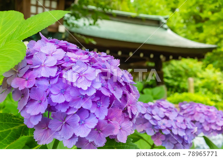 Aichi Prefecture Gokoku Shrine, Hydrangea in full bloom <Nagoya City, Aichi Prefecture> Aichi Prefecture Gokoku Shrine, Hydrangea in full bloom <Nagoya City, Aichi Prefecture> 78965771