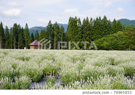 White lavender midsummer White lavender midsummer 78965853