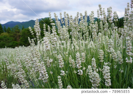 White lavender midsummer White lavender midsummer 78965855