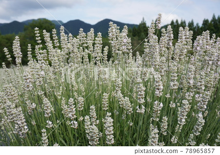White lavender midsummer 78965857