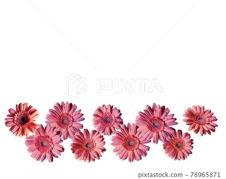 Pink gerbera lined up side by side in two steps Pink gerbera lined up side by side in two steps 78965871