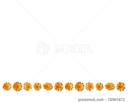 並排橙色非洲菊 並排橙色非洲菊 78965872