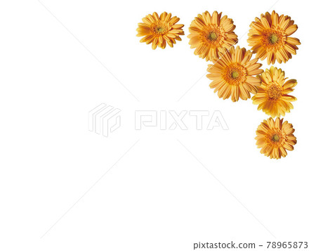 Orange gerbera with square frame Orange gerbera with square frame 78965873