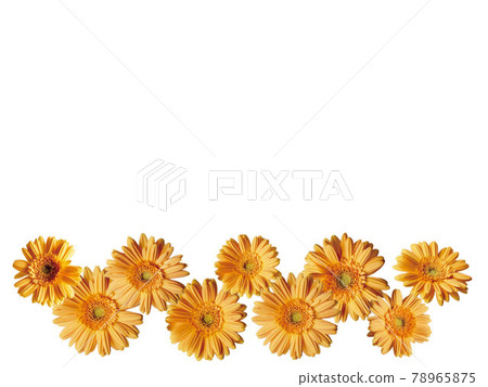 兩層並排的橙色非洲菊 78965875