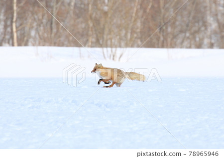 Red fox running in the snow field (winter hair) 78965946