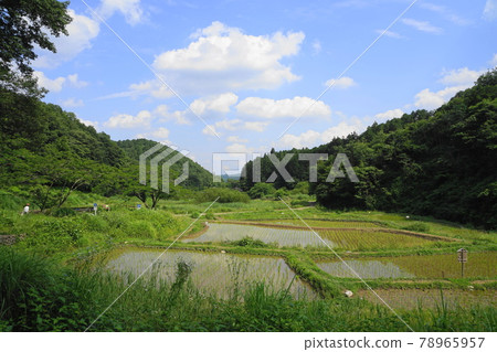 June Akiruno 45 Yokosawa Irisatoyama Conservation Area 78965957