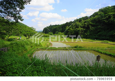 June Akiruno 44 Yokosawa Irisatoyama Conservation Area 78965959