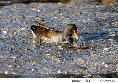 Common moorhen Gallinula chloropus also known as the waterhen or swamp chicken 78966639