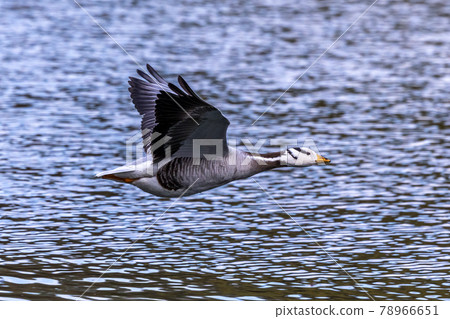The bar-headed goose, Anser indicus flying over a lake in English Garden in Munich The bar-headed goose, Anser indicus flying over a lake in English Garden in Munich 78966651