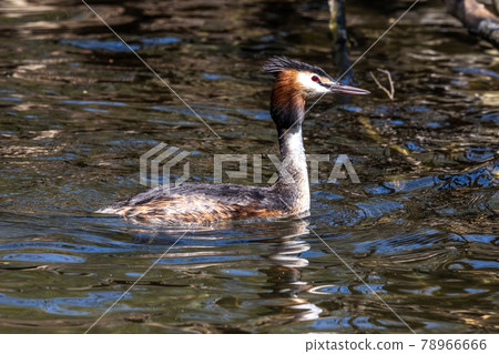 Great Crested Grebe, Podiceps cristatus with beautiful orange colors, a water bird with red eyes. 78966666