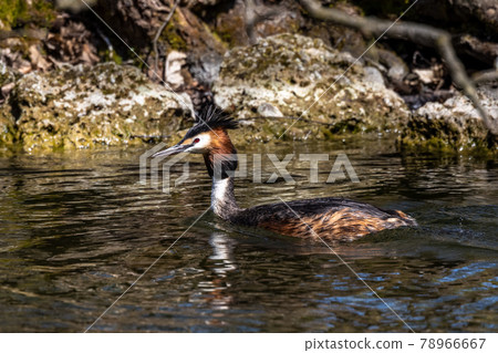 Great Crested Grebe, Podiceps cristatus with beautiful orange colors, a water bird with red eyes. 78966667