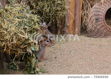 A small antelope is hiding from the hay. A small antelope is hiding from the hay. 78966690