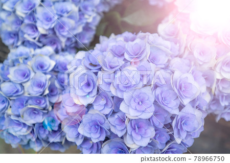 Beautiful hydrangea Beautiful hydrangea 78966750