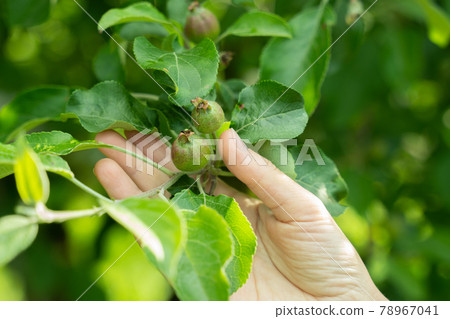 A woman's hand touches a beautiful little green apple on a tree branch A woman's hand touches a beautiful little green apple on a tree branch 78967041