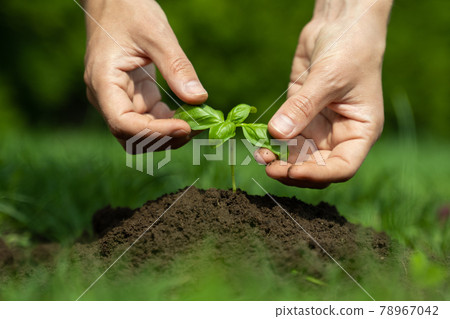 Female hands planting young plant. Concept of farming and environment protection Female hands planting young plant. Concept of farming and environment protection 78967042