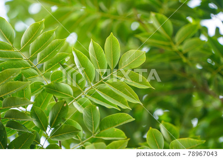Concept nature view of green leaf on blurred greenery background in garden 78967043
