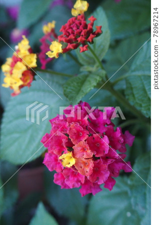 馬纓丹七大變化,絢麗多彩 馬纓丹七大變化,絢麗多彩 78967214