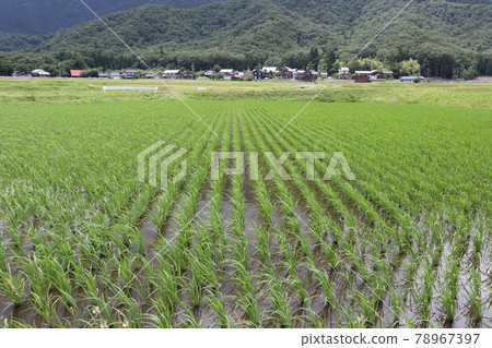 A landscape where you can see private houses and mountain trees over the rice fields with rice fluttering in the wind A landscape where you can see private houses and mountain trees over the rice fields with rice fluttering in the wind 78967397