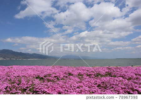 A landscape where you can see moss phlox, Lake Biwa, Mt. Hiei, the Hira Mountains, the city, and the cloudy blue sky 78967398