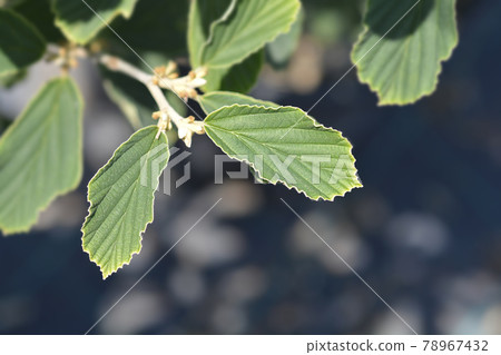 Witch Hazel Arnold Promise Witch Hazel Arnold Promise 78967432