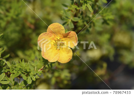 Shrubby Cinquefoil Bella Sol Shrubby Cinquefoil Bella Sol 78967433