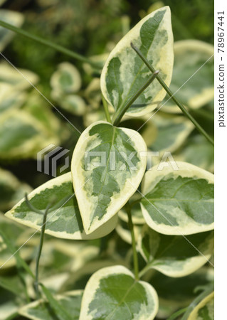 Variegated Greater periwinkle 78967441