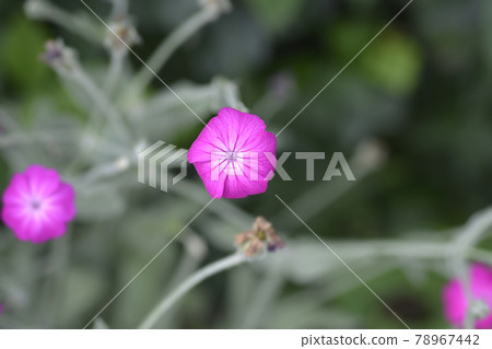 Rose campion 78967442