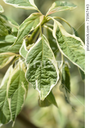 Wedding cake tree 78967443