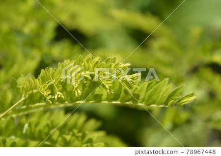 Honey locust Sunburst 78967448