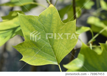 Tulip tree Aureomarginatum Tulip tree Aureomarginatum 78967453