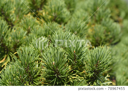 Dwarf mountain pine Carstens Wintergold 78967455