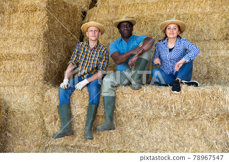 Group of workers resting on bales of hay after working on dairy farm Group of workers resting on bales of hay after working on dairy farm 78967547