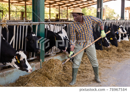 Focused african american male farmer feeds the cows 78967584