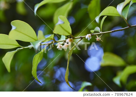 Sakaki花 78967624