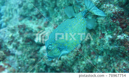 Boxfish swimming in the sea Boxfish swimming in the sea 78967754