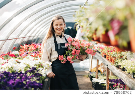 A cheerful woman in an apron holds a pot of flowers in her hands while working in a greenhouse. Small business, garden center, flower shop 78968762