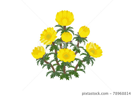 阿多尼斯拉莫薩 阿多尼斯拉莫薩 78968814