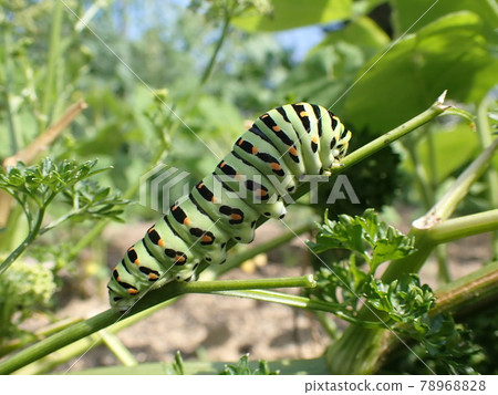 Papilio machaon 幼蟲棲息在意大利歐芹 Papilio machaon,夏季自然風光 Papilio machaon 幼蟲棲息在意大利歐芹 Papilio machaon,夏季自然風光 78968828