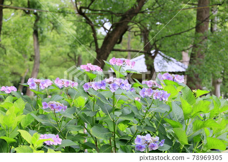 Fujinomori Shrine hydrangea garden in full bloom Fujinomori Shrine hydrangea garden in full bloom 78969305