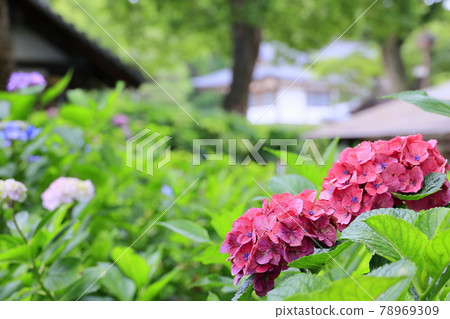 Fujinomori Shrine hydrangea garden in full bloom Fujinomori Shrine hydrangea garden in full bloom 78969309