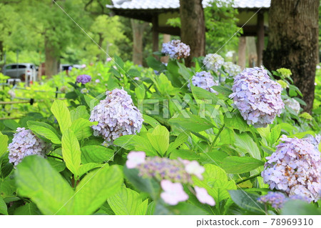 Fujinomori Shrine hydrangea garden in full bloom Fujinomori Shrine hydrangea garden in full bloom 78969310