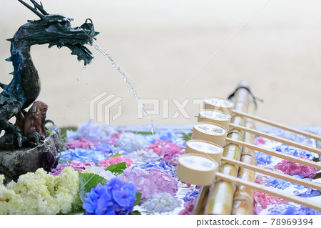 盛開的藤森神社繡球花 盛開的藤森神社繡球花 78969394